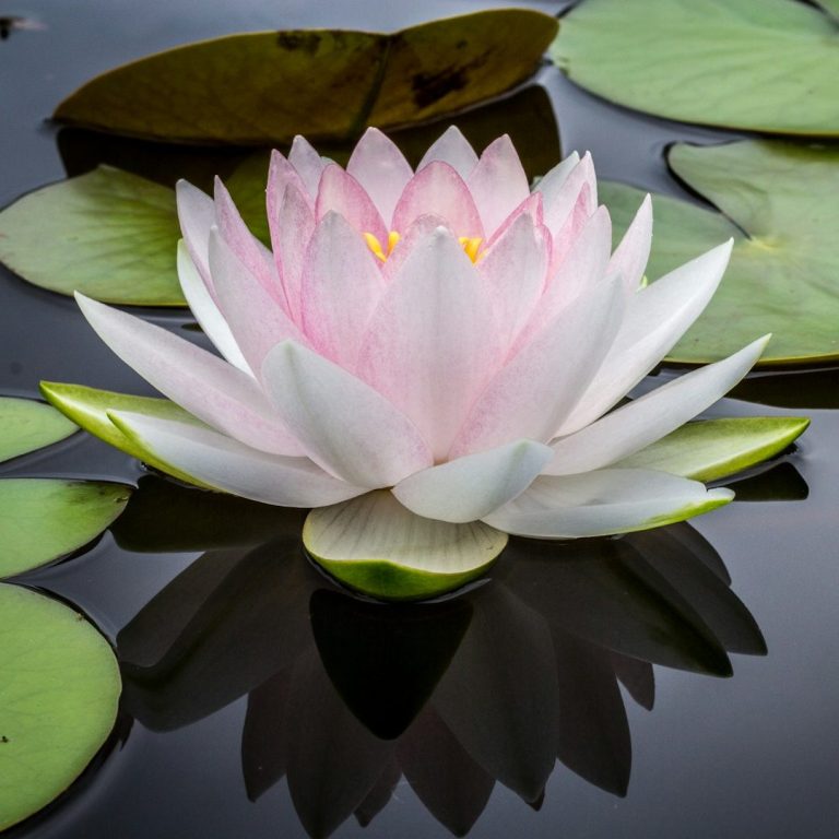 A pink and white water lily similar to a lotus flower surrounded by green leaves on a still pond.