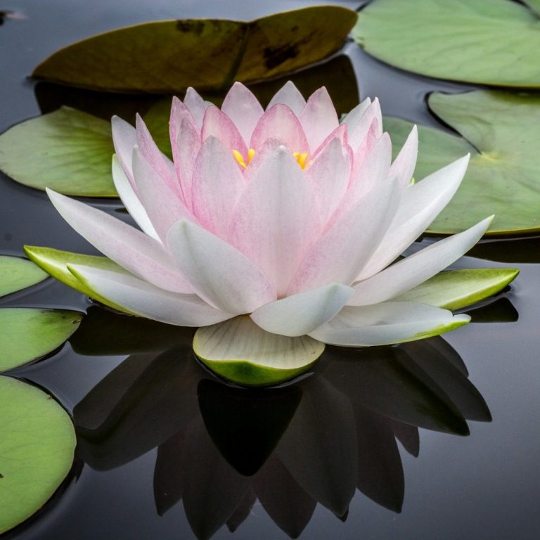A pink and white water lily similar to a lotus flower surrounded by green leaves on a still pond.